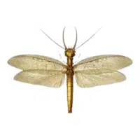 Dobsonfly