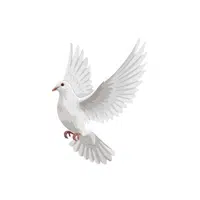Dove
