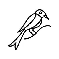 Drongo