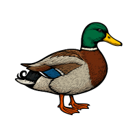 Duck