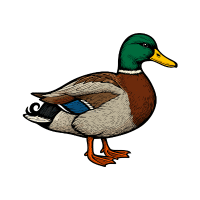 Duck
