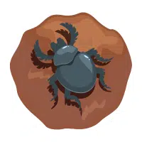 Dungbeetle | Desert Insects Names