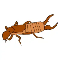 Earwig
