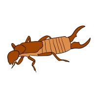 Earwig