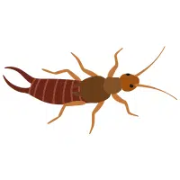 Earwig