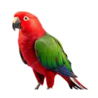 Eclectus