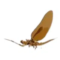 Fishfly