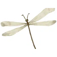 Fly | Desert Insects Names