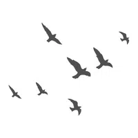 Frigatebird
