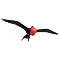 Frigatebird