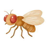 Fruitfly
