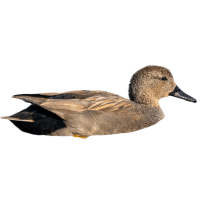 Gadwall