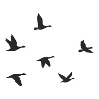 Gannet