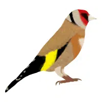Goldfinch
