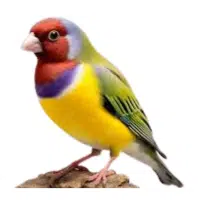 Gouldian | Pet Birds Names