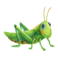 Grasshopper
