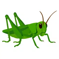 Grasshopper | Small Insects Names