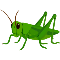 Grasshopper | Garden Insects Names