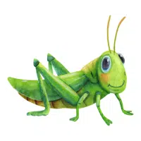 Grasshopper | Desert Insects Names