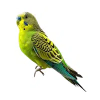 Grasskeet | Pet Birds Names