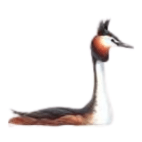 Grebe