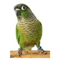 Greencheek | Pet Birds Names