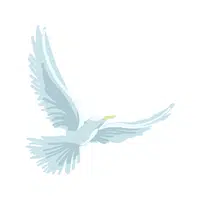 Gull