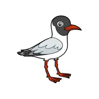 Gull