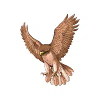 Hawk