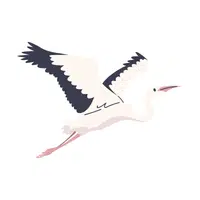 Heron