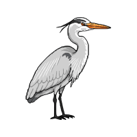Heron