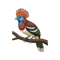 Hoopoe