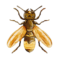 Hornet | Large Insects Names