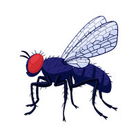 Hoverfly | Garden Insects Names