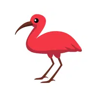 Ibis | Flying Birds Names