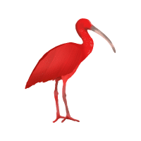 Ibis | Water Birds Names