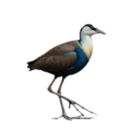 Jacana | Water Birds Names