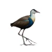 Jacana | Water Birds Names