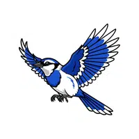 Jay | Flying Birds Names