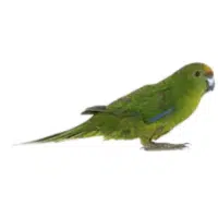 Kakariki | Pet Birds Names