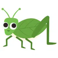 Katydid | Desert Insects Names