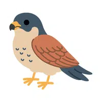 Kestrel | Flying Birds Names