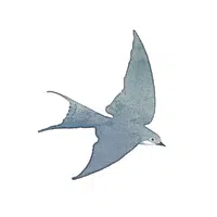 Kite | Flying Birds Names