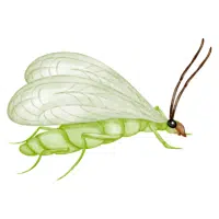 Lacewing | Small Insects Names