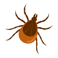 Lantern | Large Insects Names