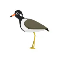 Lapwing | Flying Birds Names