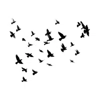 Lark | Flying Birds Names