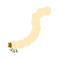 Larva | Desert Insects Names