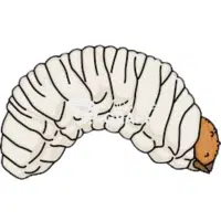 Larva