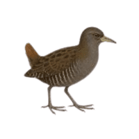 Laysan | Flightless Birds Names